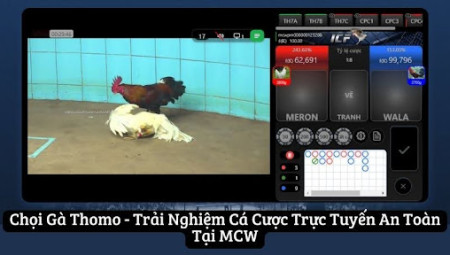 Chọi Gà Thomo - Cá Cược Trực Tuyến An Toàn Tại MCW