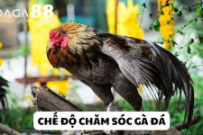 Hướng Dẫn Cá Cược Đá Gà Tại Nền Tảng Daga 88